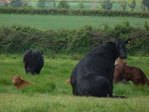 cows sitting like dogs