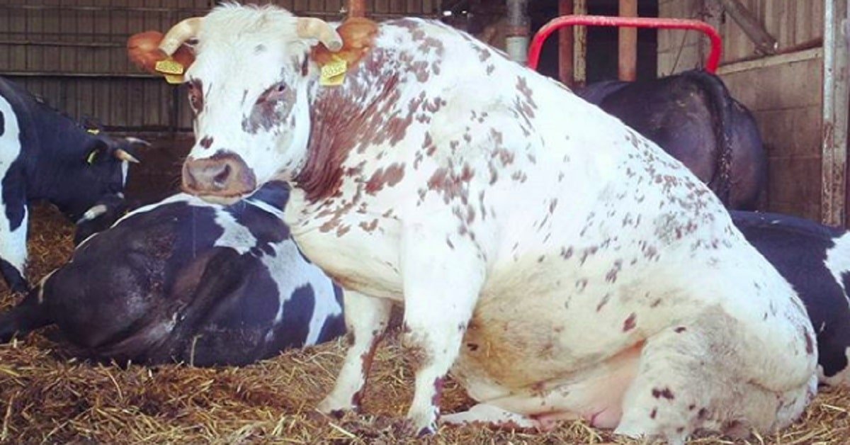 Adorable Cows Behaving Like They Are Dogs