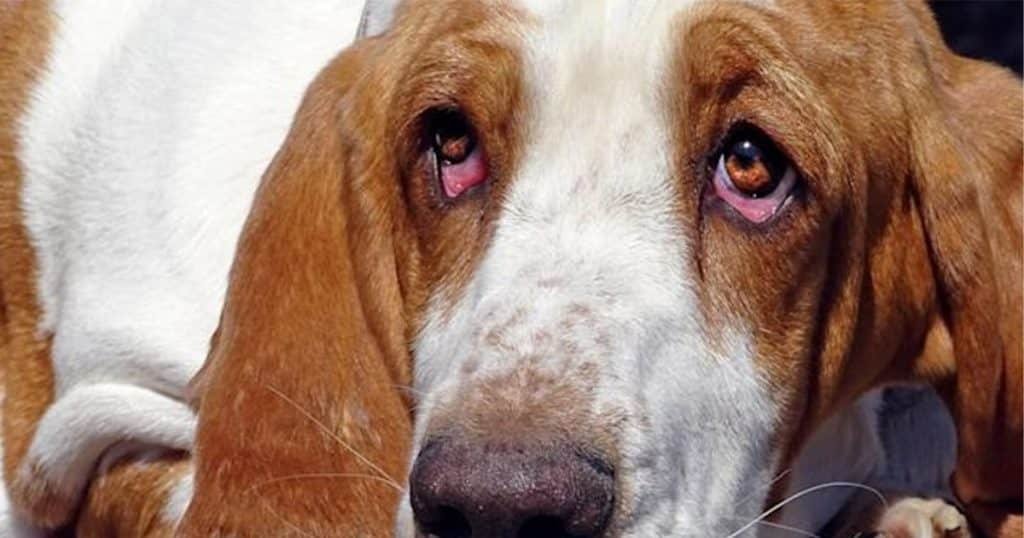 droopy eye dog