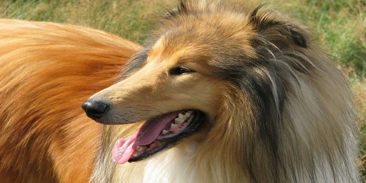How To Manage “Poop Butt” In Long-Haired Dogs