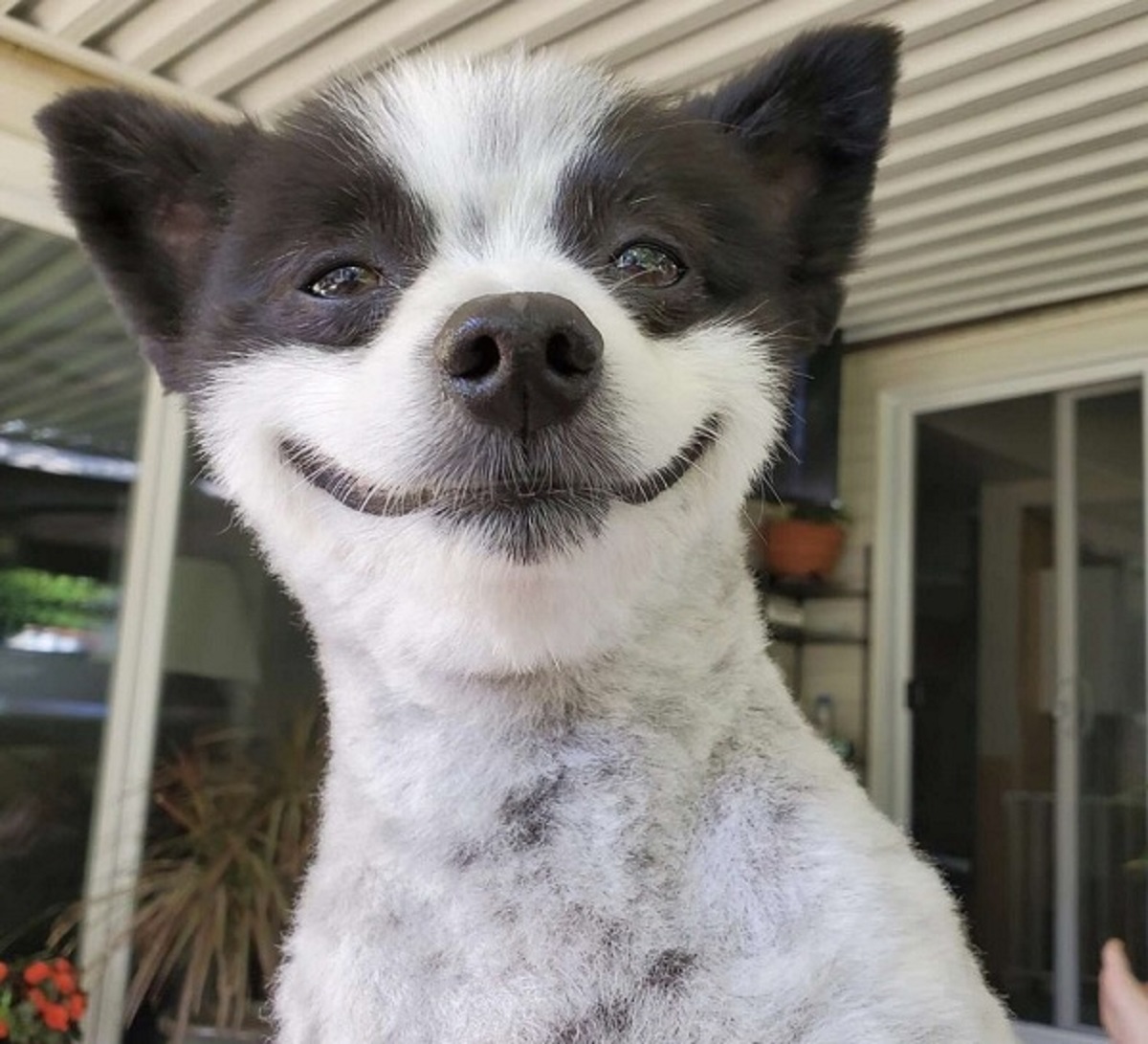 This Little Dog Who Won’t Stop Smiling Is The Happiest Thing You’ll See All Day