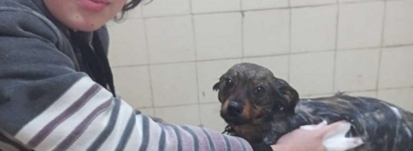 Boy Spends His Free Time Giving Stray Dogs Baths