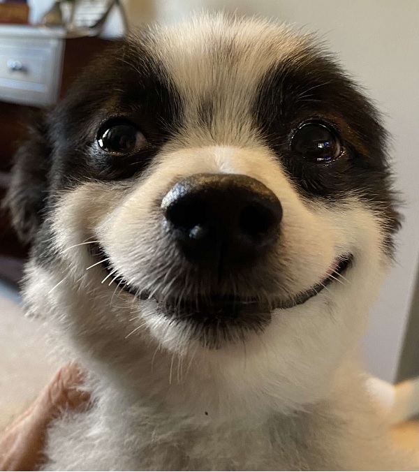 The Little Dog Who Won't Stop Smiling