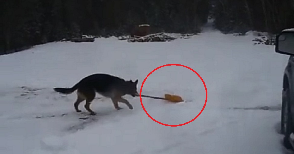 This ‘Shovel Dog’ Loves To Help Clear The Driveway During Winter