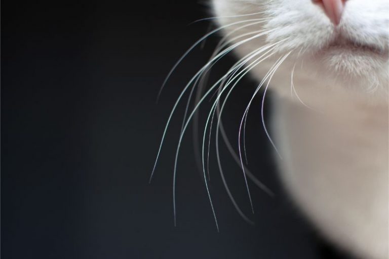 trimming cat whiskers