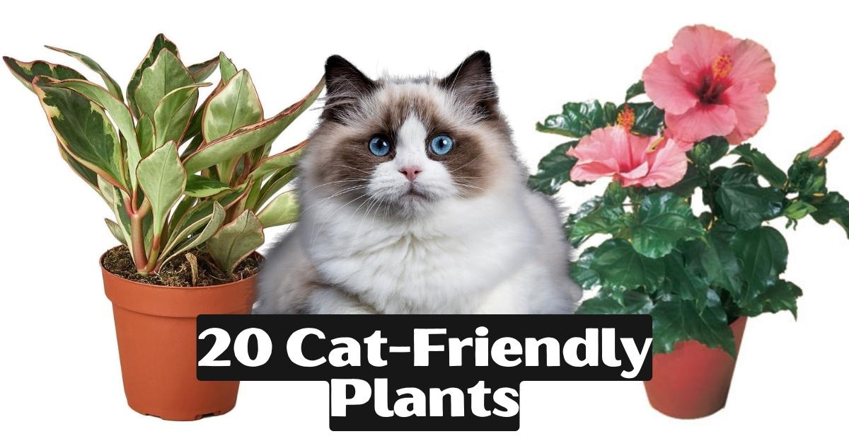 Top 20 Cat Friendly Plants That Will Keep Your Furry Friends Safe