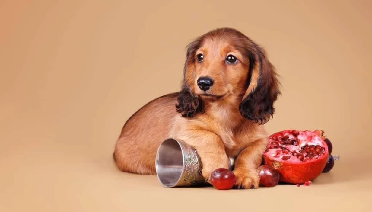 can dogs eat pomegranate