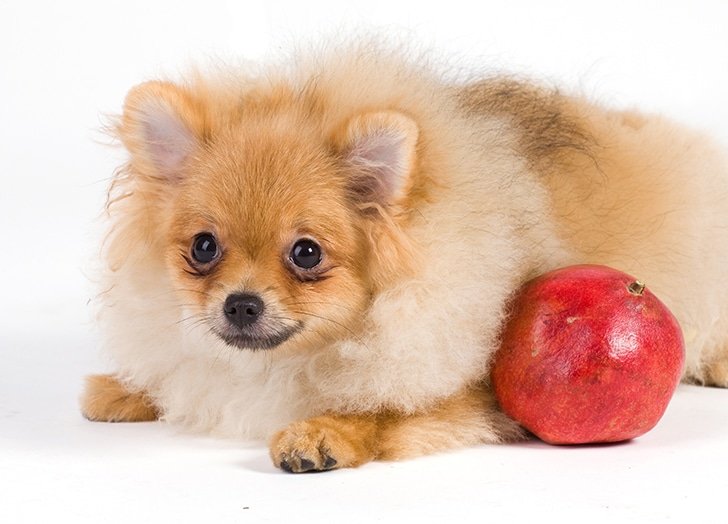 can dogs eat pomegranate