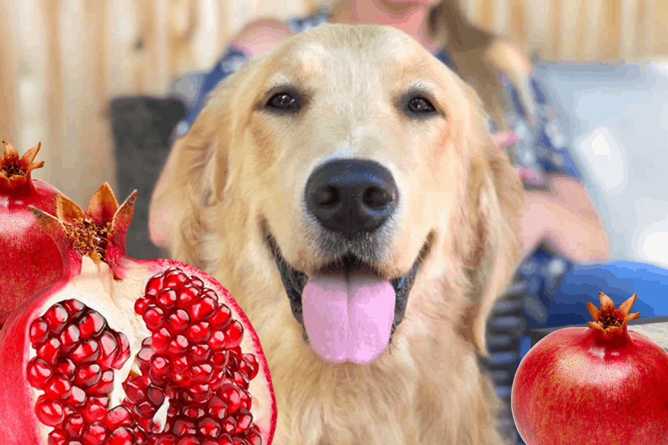 can dogs eat pomegranate