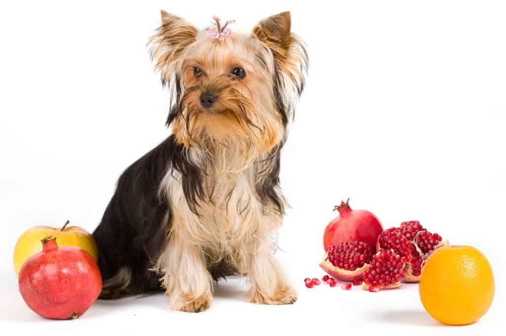 can dogs eat pomegranate