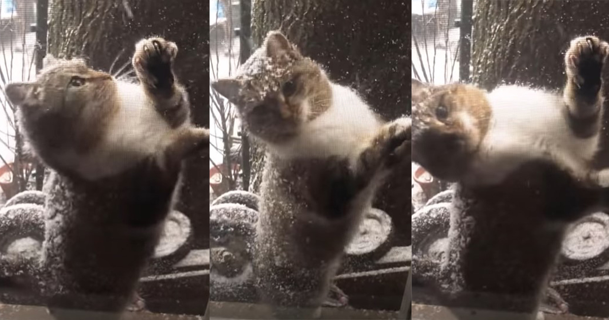 Stray Cat Surprises Man Outside His Apartment Window In Polar Vortex