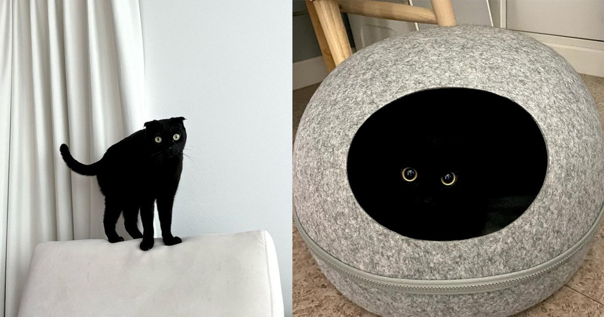 People Are Loving This “Void Cat” And You’ll See Why