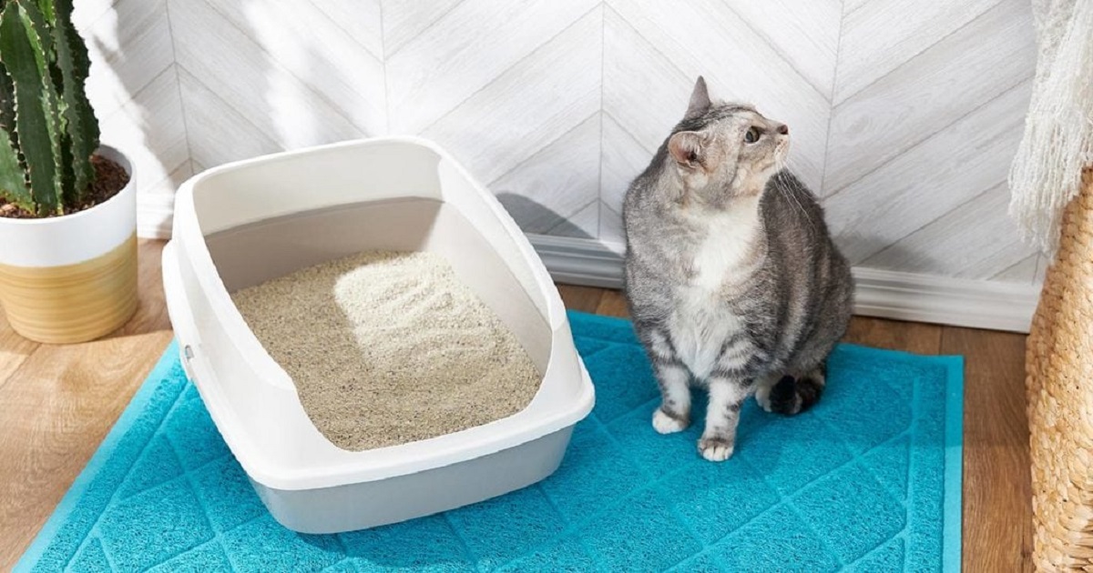 Why Is My Cat Pooping Outside The Litter Box?