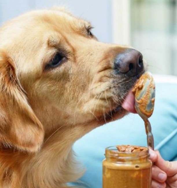why do dogs like peanut butter