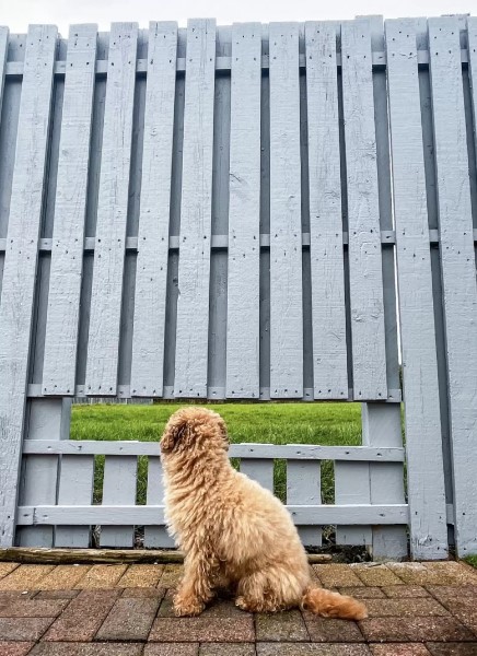 little dog fence window