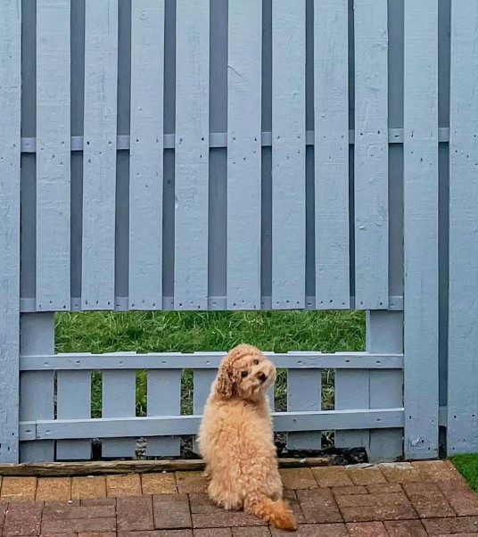 little dog fence window