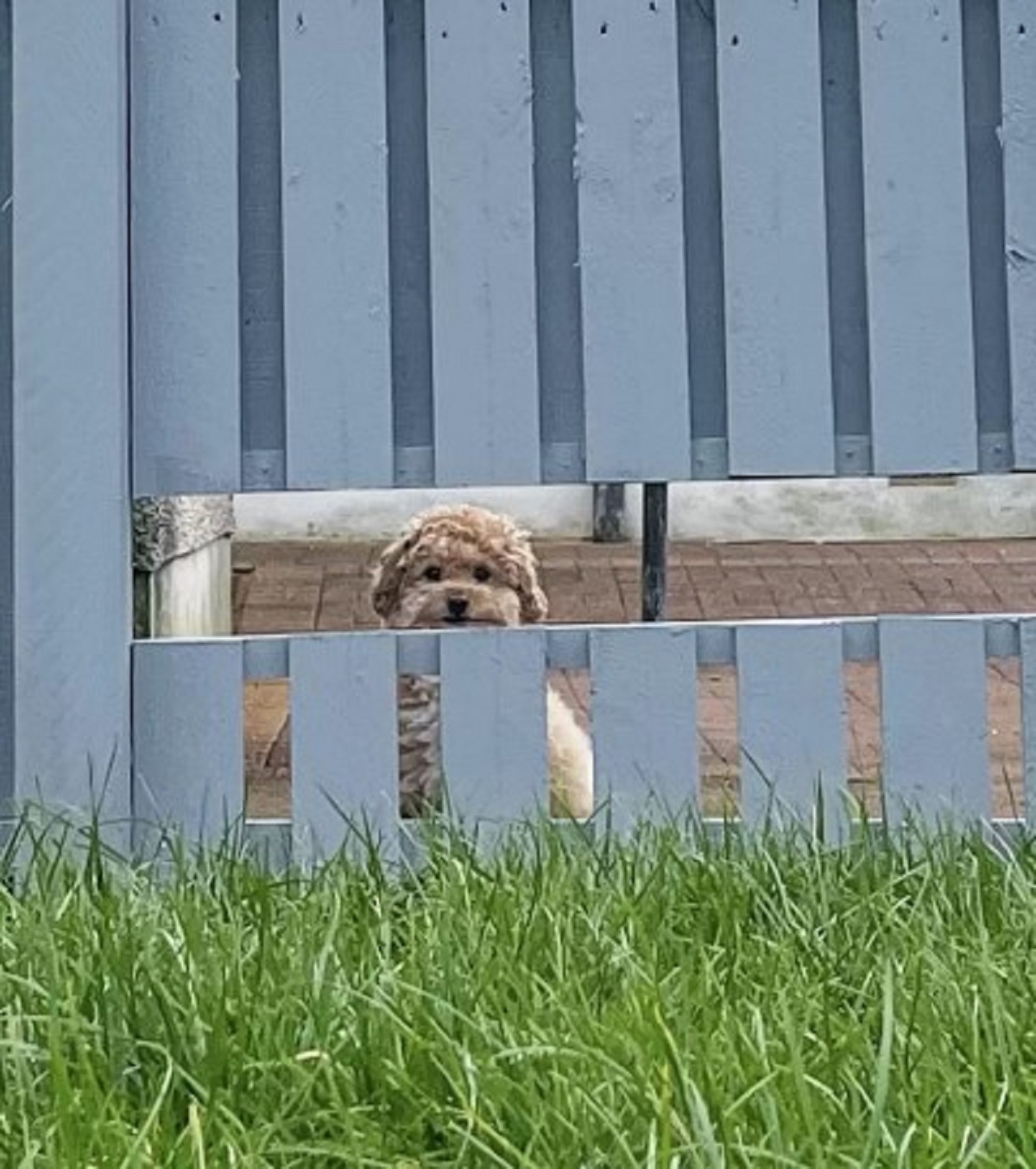 Little Dog is Overjoyed That His Family Built Him A Fence Window