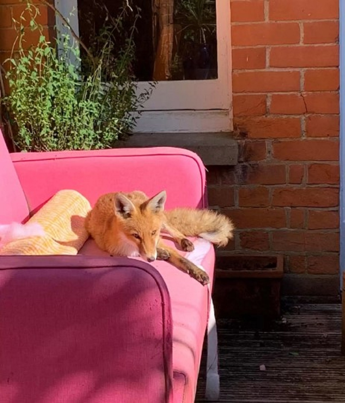 Wild Baby Fox Finds Her Way Into a Woman’s Yard, And Decides It’s Hers Now