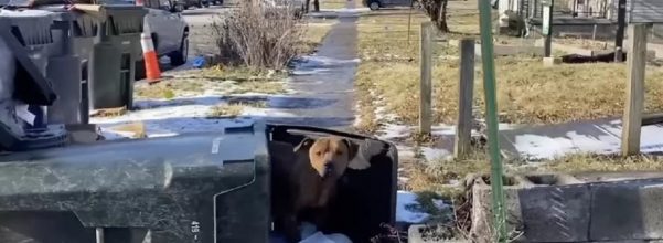 dog living in trash