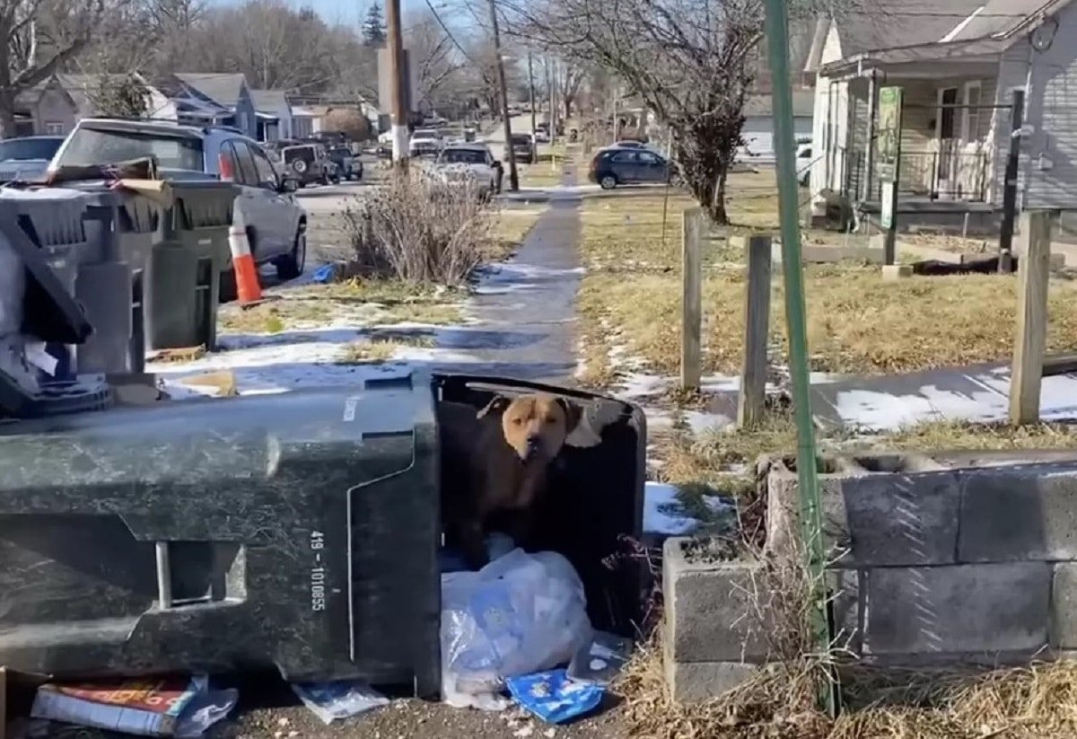 Dog Living In Trash Didn’t Want To Leave This One Place He Feels Safe