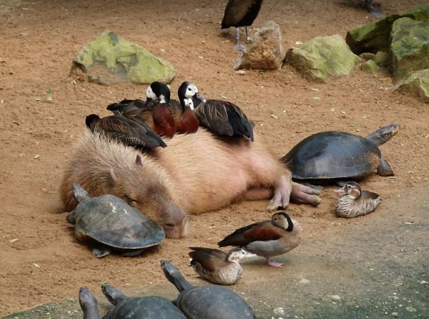 capybara with other animals