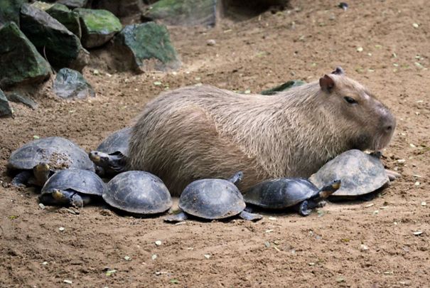 Capybaras Why Do Animals Like Capybaras So Much? (Updated 2024)