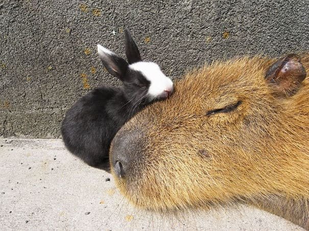 capybara with other animals