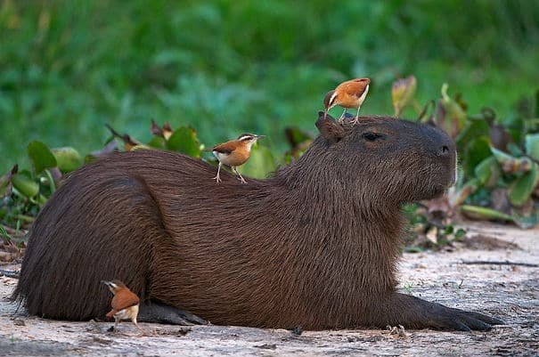 capybara with other animals