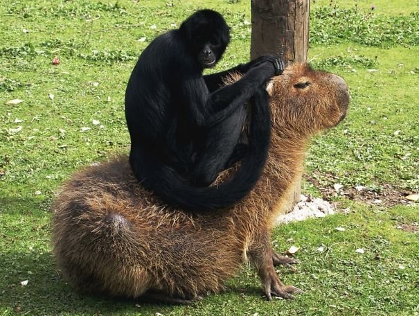 capybara with other animals