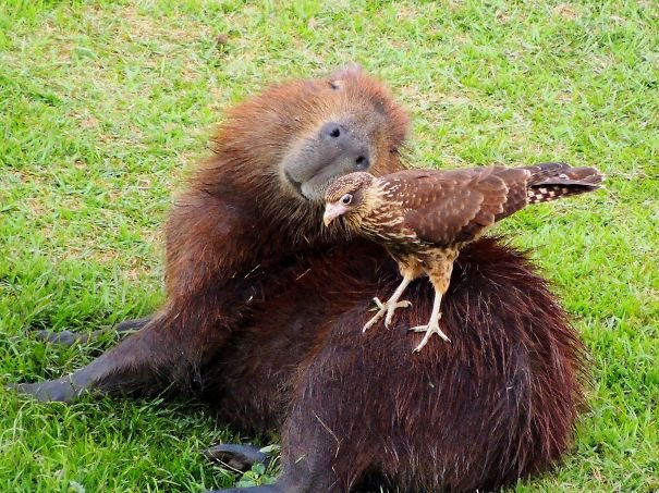 capybara with other animals