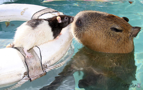 capybara with other animals