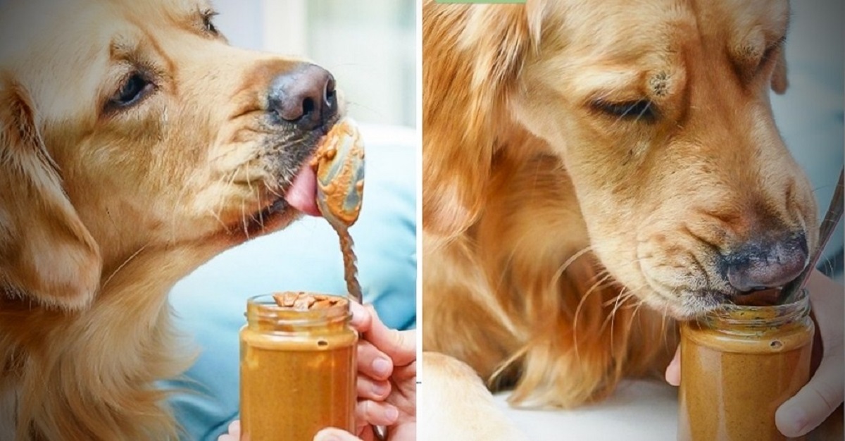Why Do Dogs Like Peanut Butter?