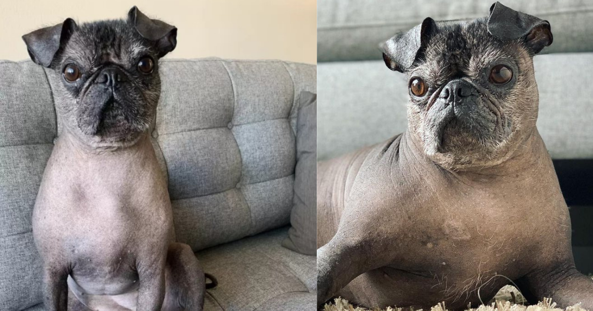 Dorothy The Hairless Pug Is Beyond Adorable 2024
