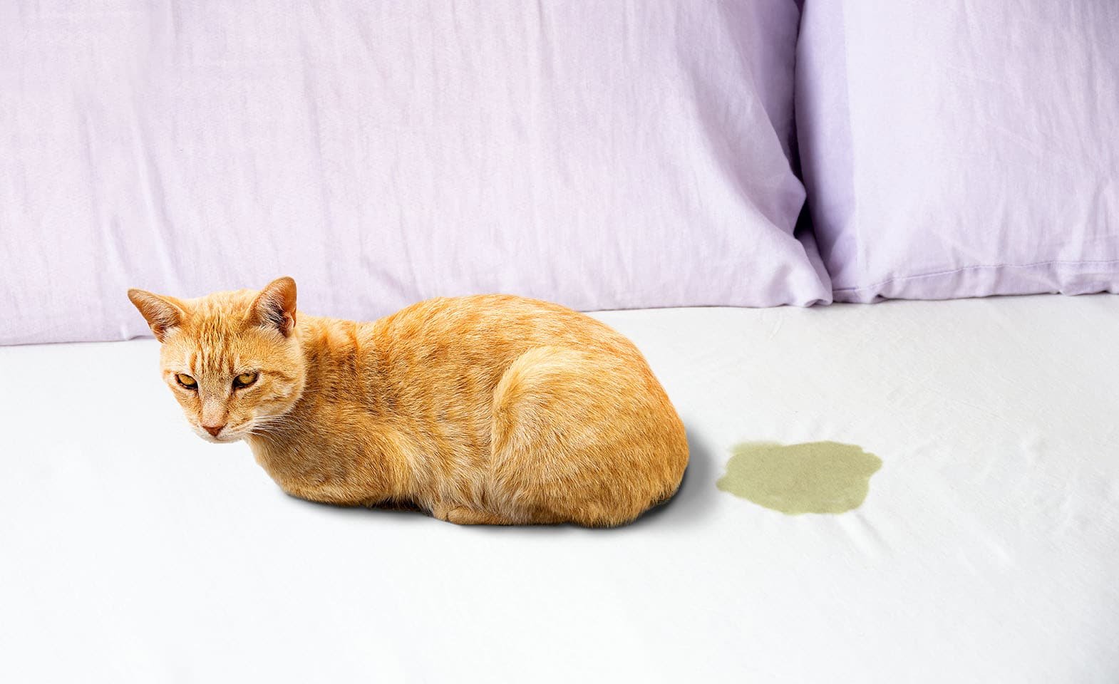 how to stop cat from peeing on bed