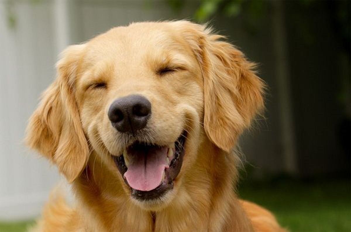 What did dogs do when they are happy