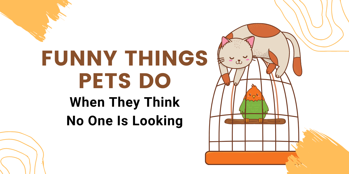 Funny Things Pets Do When They Think No One Is Looking