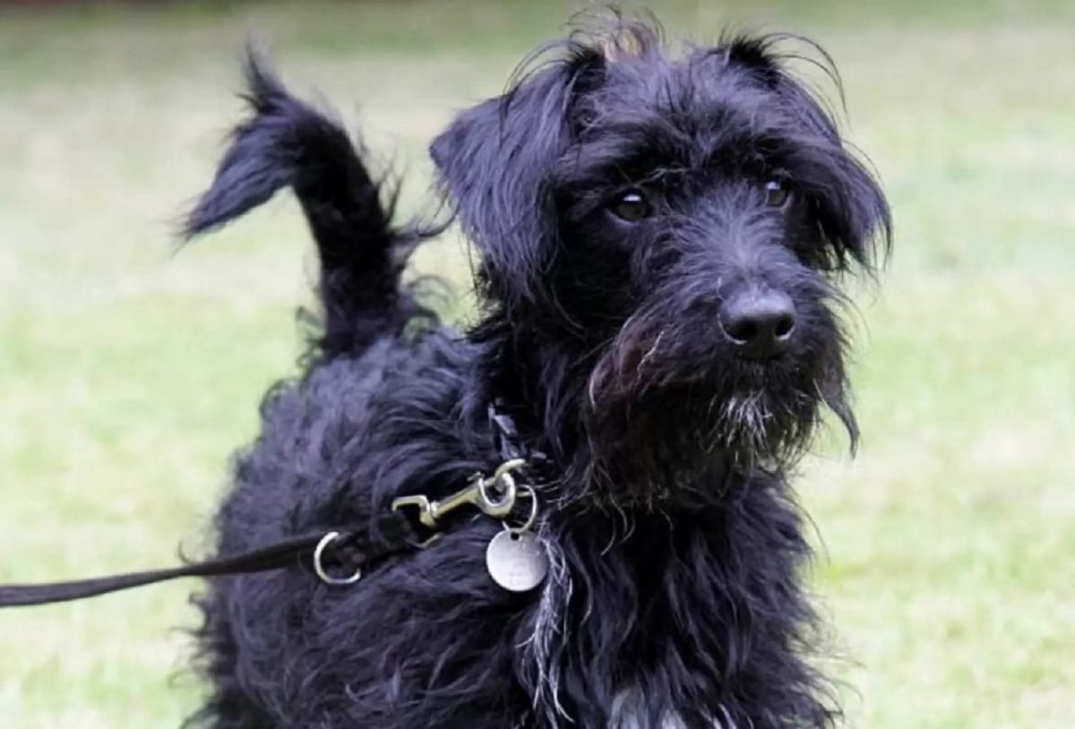 Shelter Dog Set To Be Adopted Until His Family Calls And Changes Their Mind