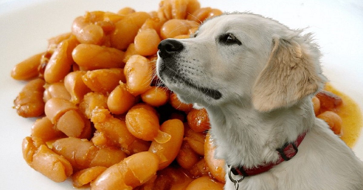 Can Dogs Eat Beans Or Are They Bad For Them?