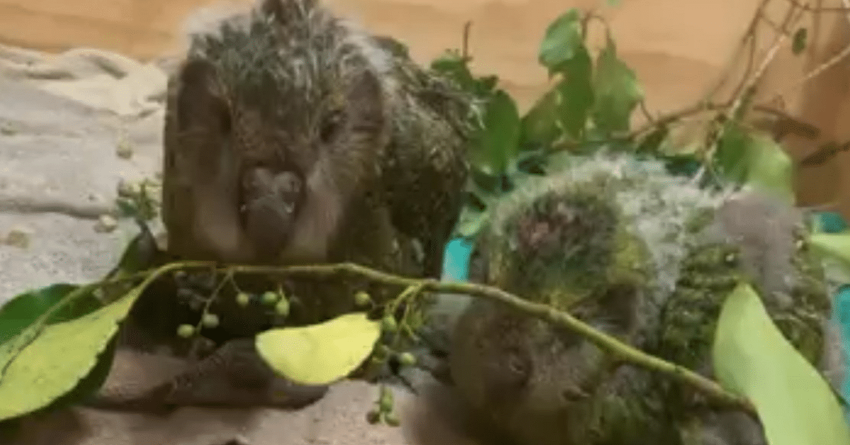 Adorable Baby Moss Chickens Learning To Walk