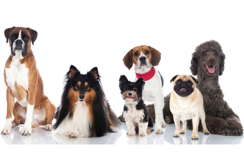 dog breed personality study