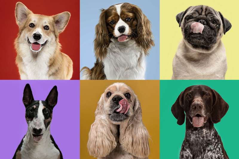 dog breed personality study