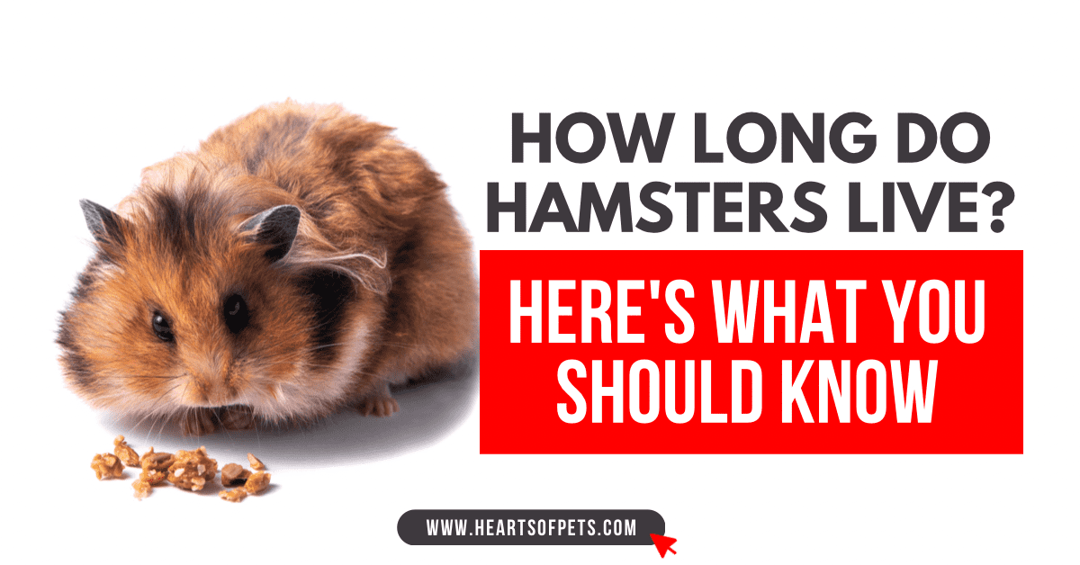 How Long Do Hamsters Live? Here’s What You Should Know