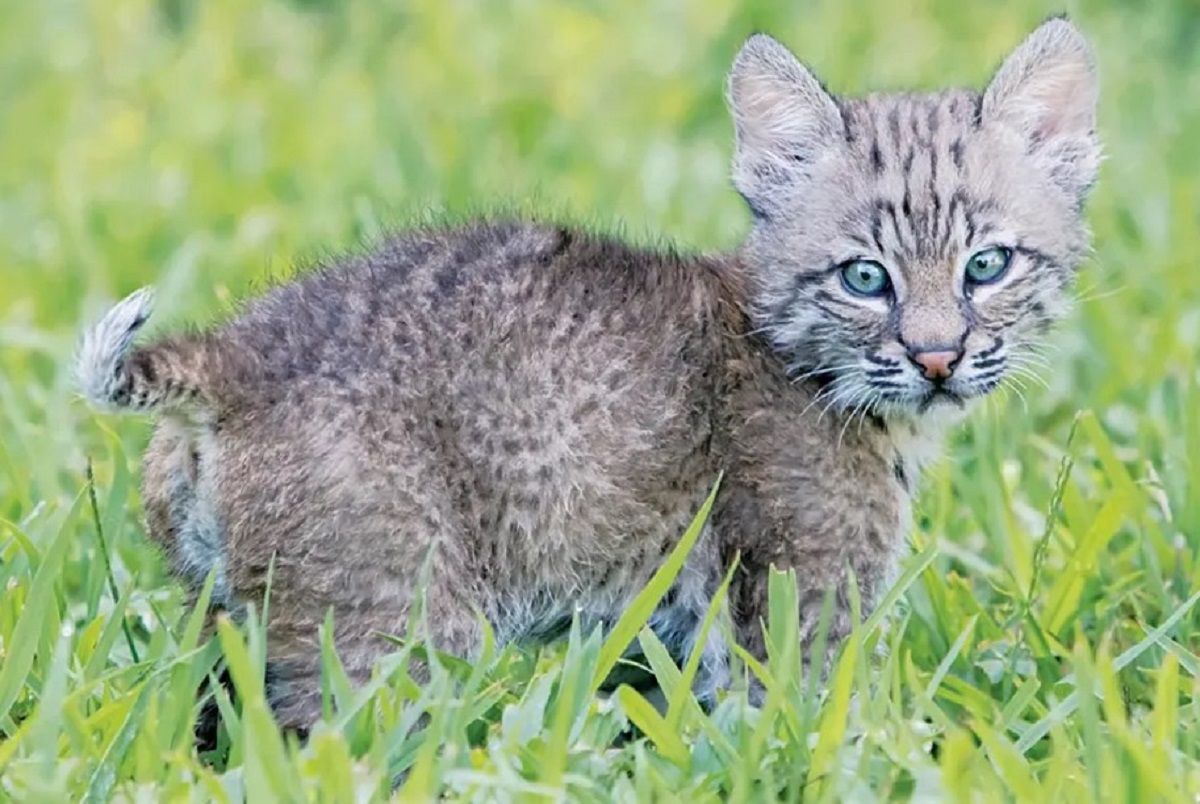 Incredible Journey of a Baby Bobcat