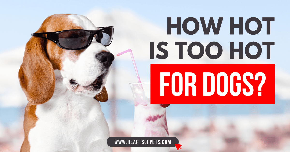 How Hot is Too Hot for Dogs?