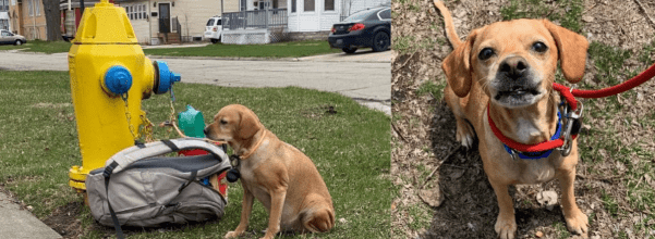Dog Tied to Hydrant
