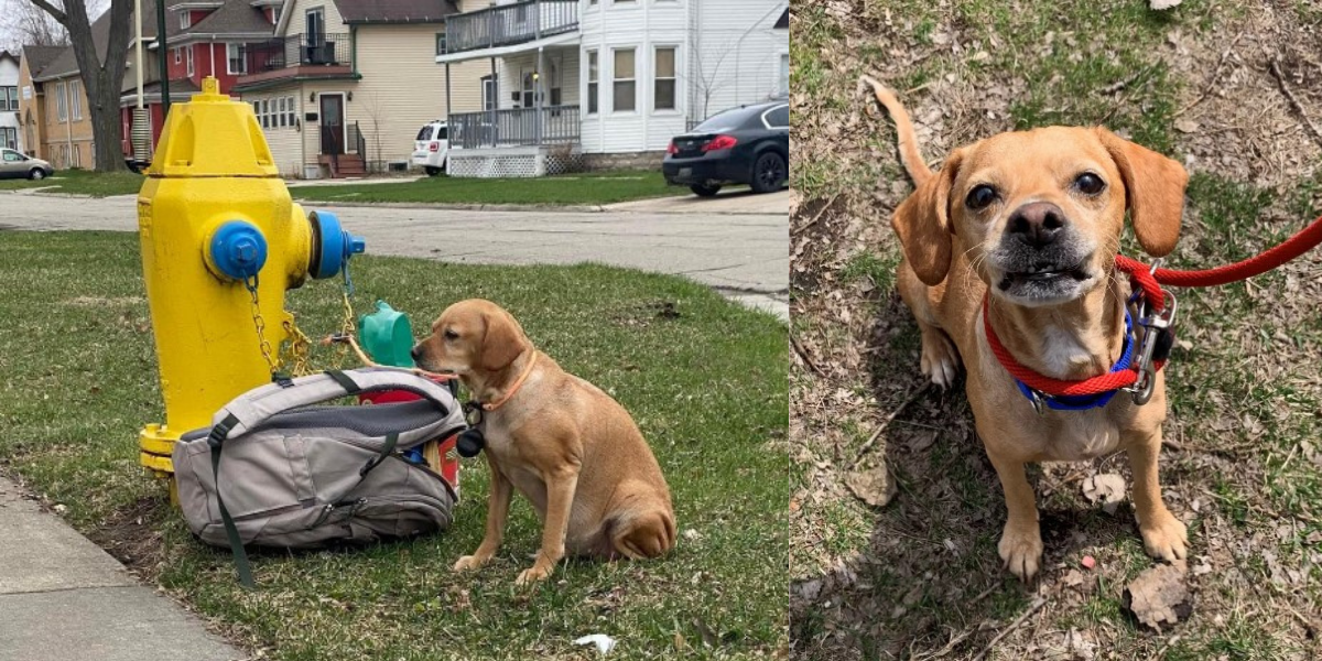 Woman Spots Dog Tied to Hydrant with Her Favorite Things in Her Backpack