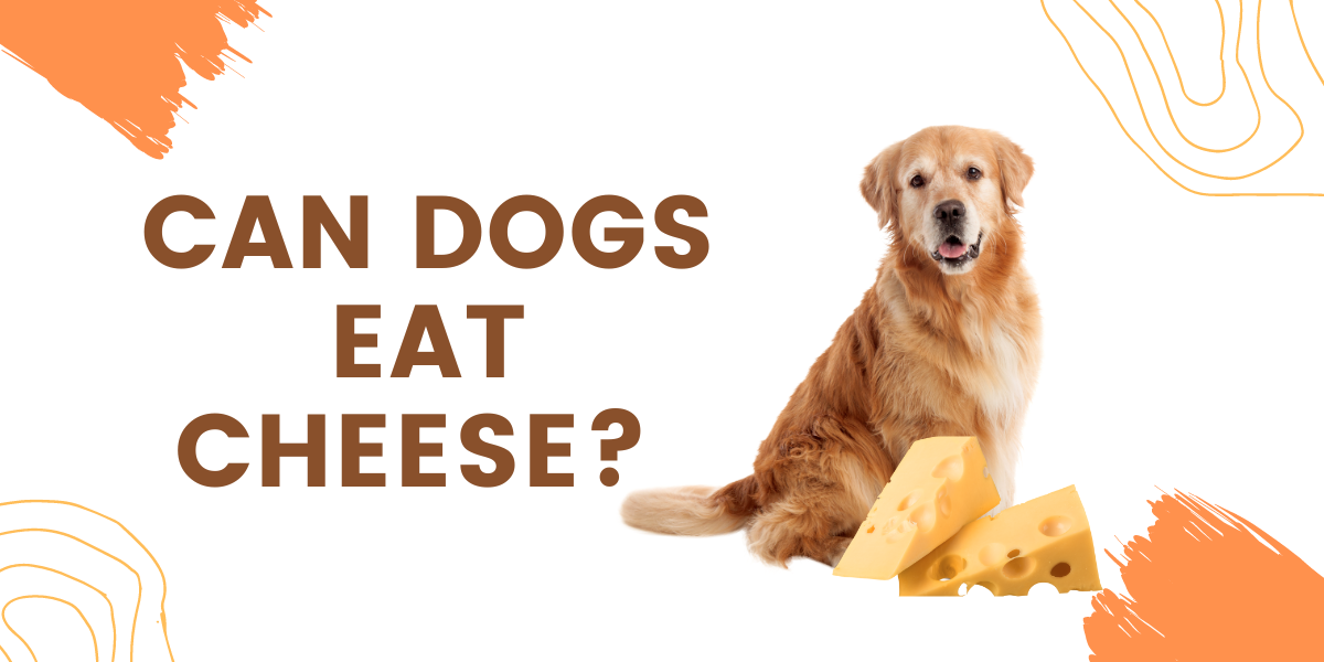 Can Dogs Eat Cheese? Here’s What You Should Know 2022
