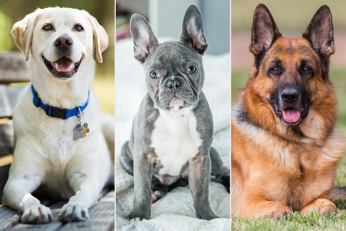 Dog Breed Personality Study Findings