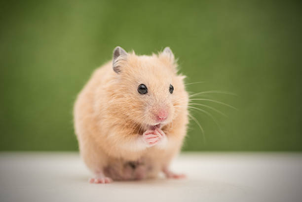 how long do hamsters live