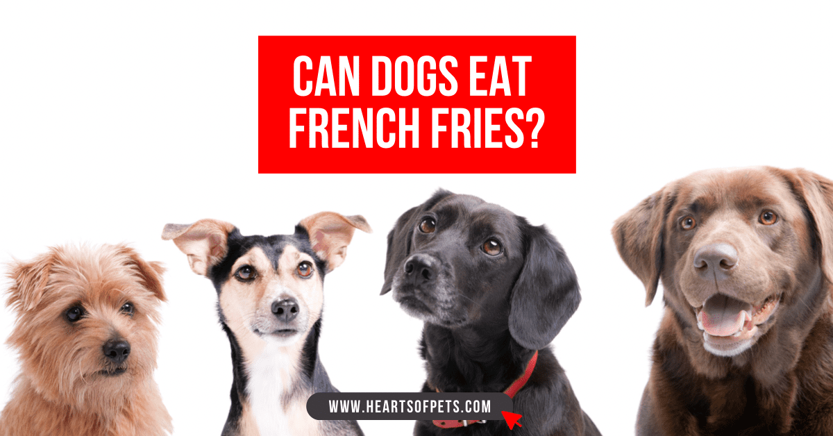Can Dogs Eat French Fries: Dangers Revealed 2022